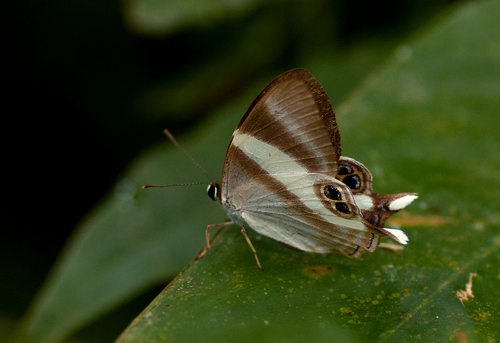 Neave's Banded Judy