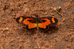 Acraea bonasia