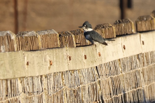 Belted Kingfisher