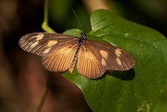 Acraea lycoa