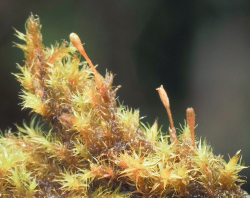 Megalospora observed 2026-09-26