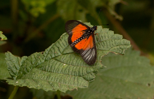 Orestia glassy acraea