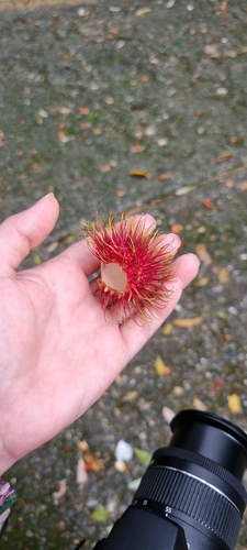 Nephelium lappaceum observed 2026-09-28