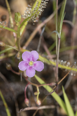 Drosera serpens