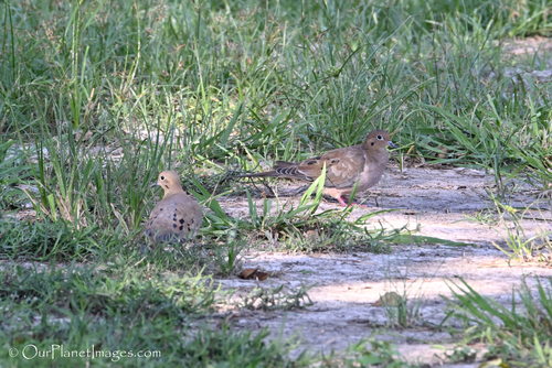 Mourning Dove