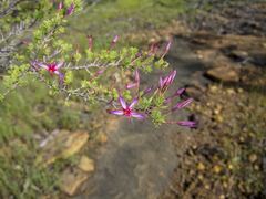 Calytrix leptophylla