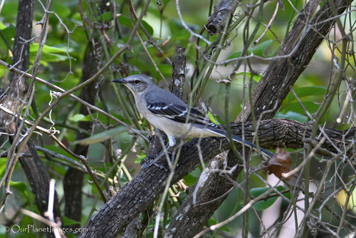 Northern Mockingbird