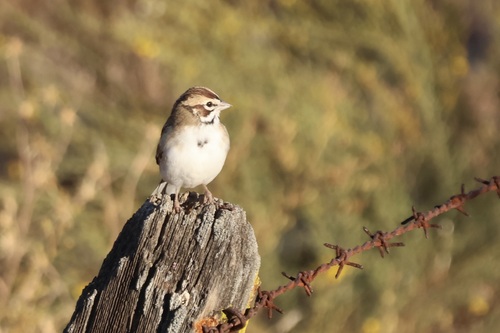Lark Sparrow