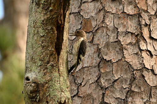 Red-headed Woodpecker