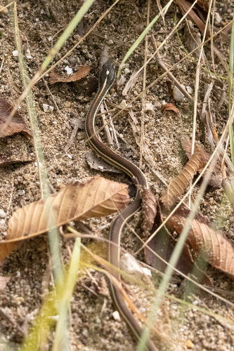 Western Ribbon Snake