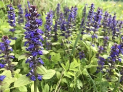 Ajuga reptans