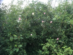 Rosa canina
