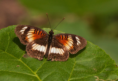 Junonia sophia
