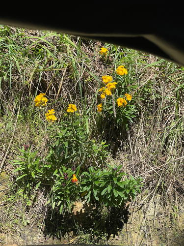 Erysimum cheiri observed 2026-09-29