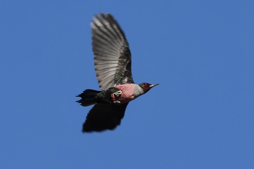 Lewis's Woodpecker