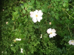 Rosa canina
