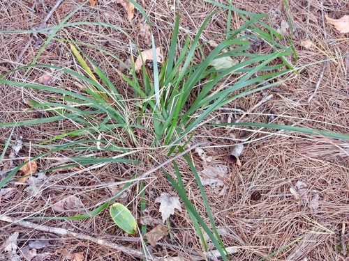 Oryzopsis asperifolia observed 2026-09-26