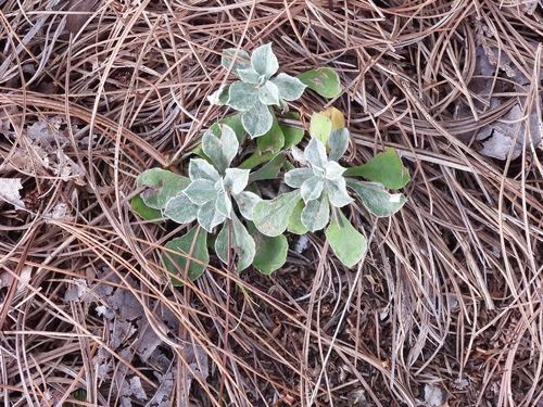 Antennaria howellii observed 2026-09-26