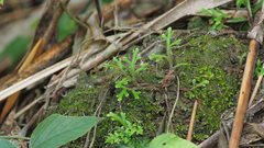 Selaginella repanda