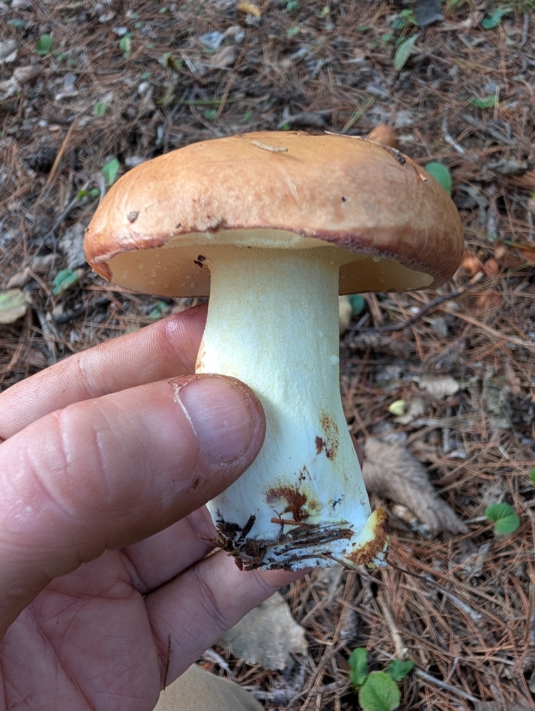 Dotted-stalked Suillus · September 2026 · photo: Photo: no rights reserved · iNaturalist