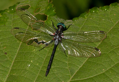 Oxythemis phoenicosceles