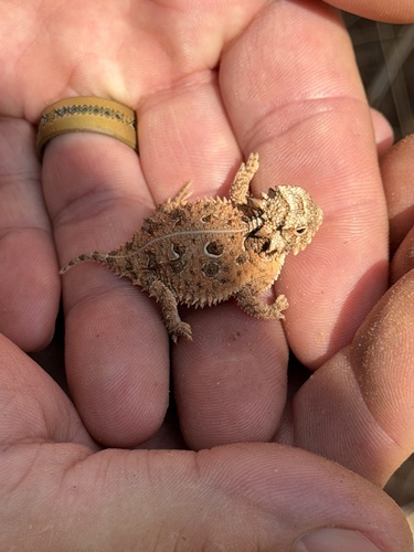 Texas Horned Lizard