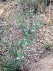 Ambrosia cordifolia