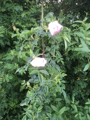 Rosa canina
