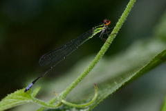 Pseudagrion hageni
