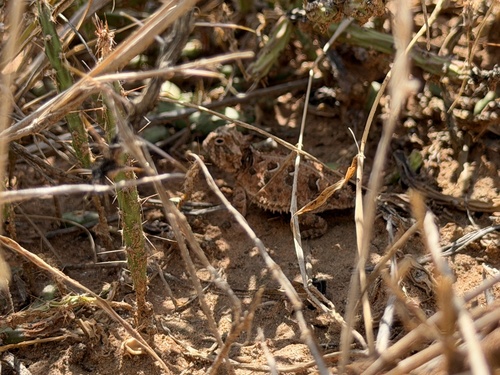Texas Horned Lizard