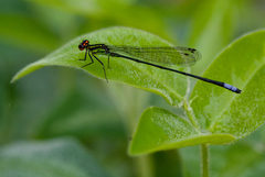 Pseudagrion hageni