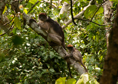Piliocolobus tephrosceles