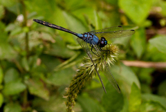 Trithemis nuptialis