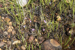 Drosera serpens