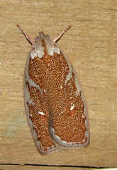 Euchaetis rhizobola