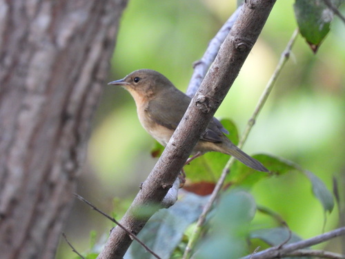 Common Yellowthroat