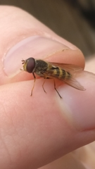 Syrphus