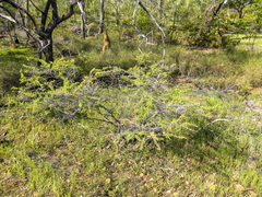 Calytrix leptophylla