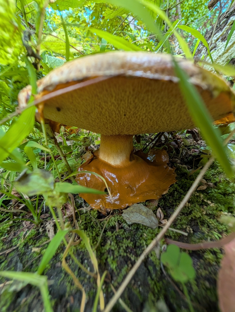 Leathery-veiled Bolete · September 2026 · photo: Photo: no rights reserved · iNaturalist