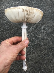 Macrolepiota dolichaula