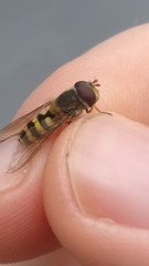 Syrphus