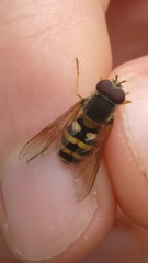 Syrphus