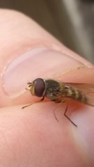 Syrphus