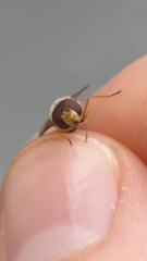 Syrphus