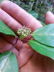 Viburnum tinus