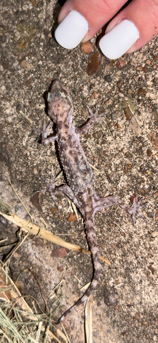 Mediterranean House Gecko