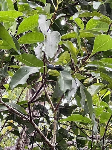 Terminalia sericocarpa observed 2026-09-24