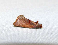 Glyphidoptera insignana