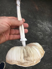 Macrolepiota dolichaula