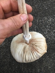 Macrolepiota dolichaula